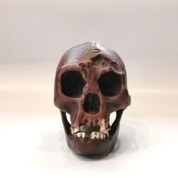 homo floresiensis skull replica (hobbit), full-size 3d printed flores man hominid skull, museum quality