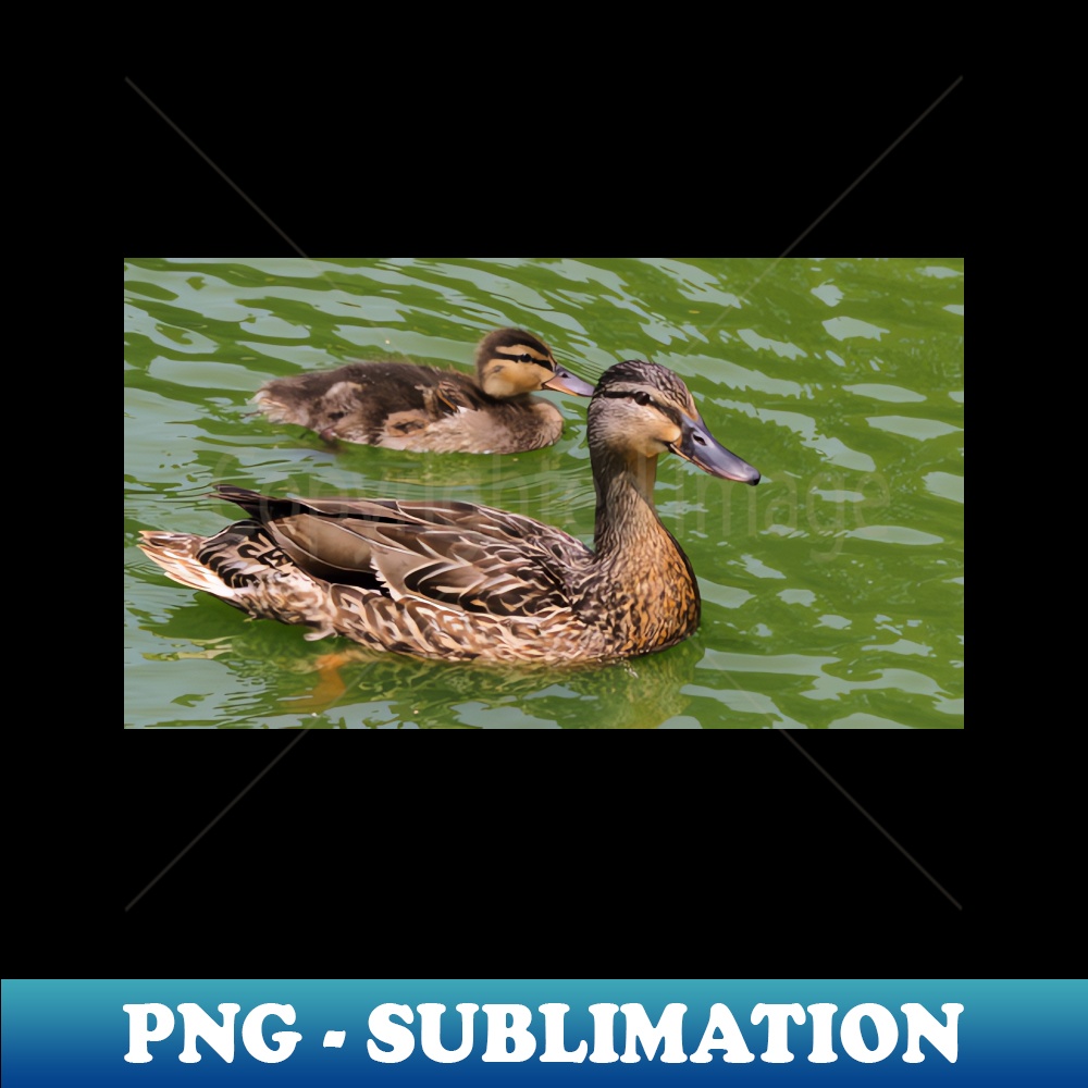 OV-20231109-18110_Mother Mallard Duck With Its Baby 6219.jpg