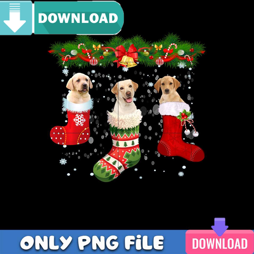 Three Yellow Labrador Dog In Sock PNG Perfect Files Design.jpg