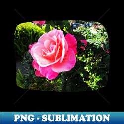 Beautiful pink rose photography - Sublimation-Ready PNG File - Create with Confidence