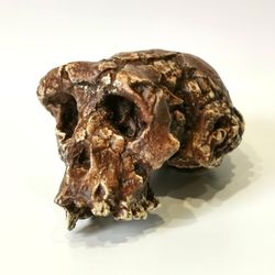 sahelanthropus tchadensis skull replica, full-size 3d printed hominid skull without jaw, museum quality
