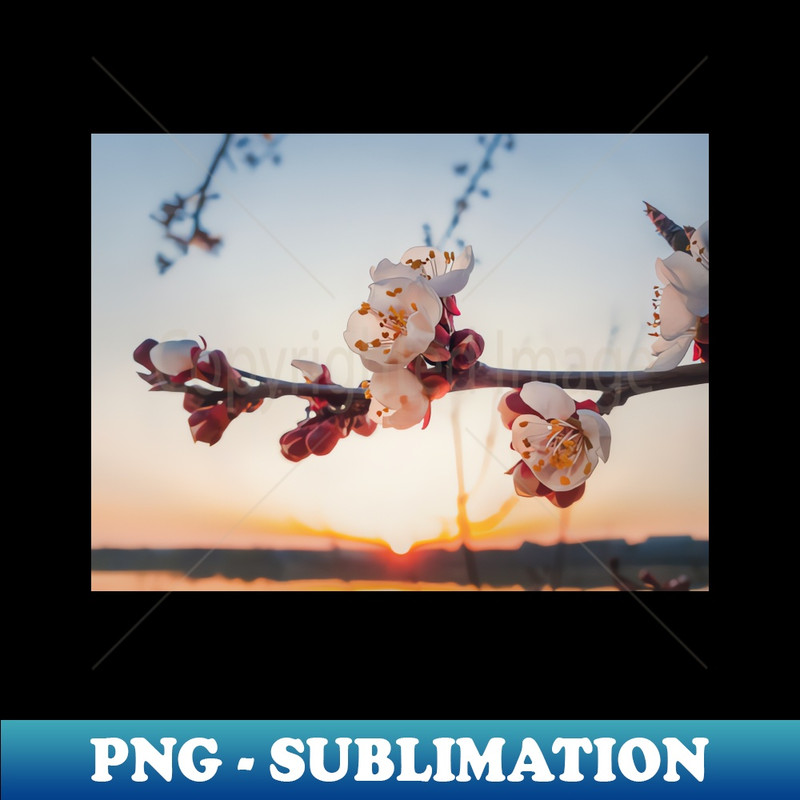 KL-20231111-3937_blooming apricot at sunset 6098.jpg