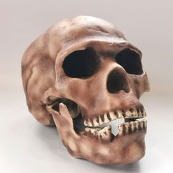 homo sapiens skull replica skhul 5, full-size 3d printed hominid skull, museum quality anthropology model