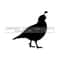131120239535-quail-bobwhite-eps-svg-dxf-1-png-vinyl-cutter-ready-image-1.jpg