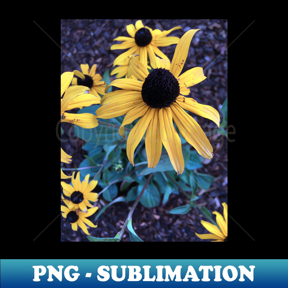 MK-20231113-4385_Black Eyed Susans 7644.jpg