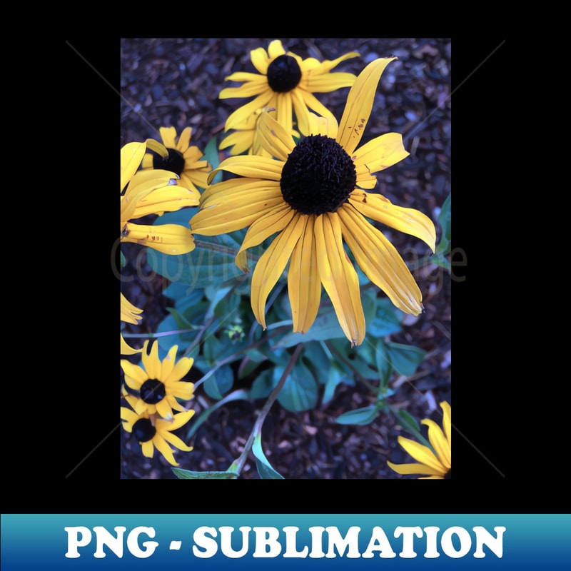 MK-20231113-4385_Black Eyed Susans 7644.jpg