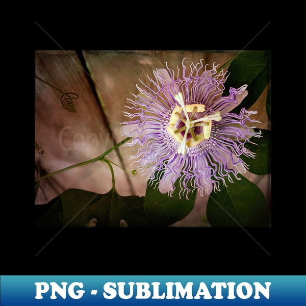 QK-20231113-11254_Passion flower close-up with berry filter - a study in green and purple 4323.jpg