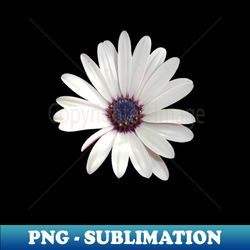 White Daisy Osteospermum Flower Photograph - Creative Sublimation PNG Download - Create with Confidence
