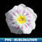 AV-20231114-22657_White Dwarf Morning Glory Convolvolus Tricolor Vector 9685.jpg
