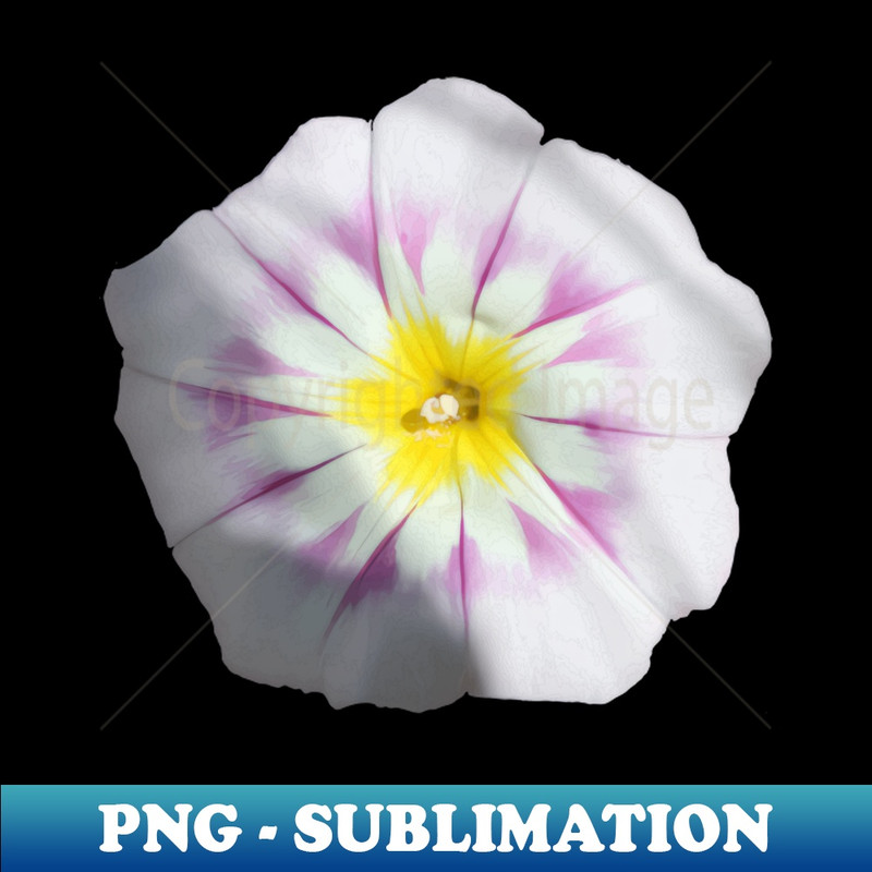 AV-20231114-22657_White Dwarf Morning Glory Convolvolus Tricolor Vector 9685.jpg