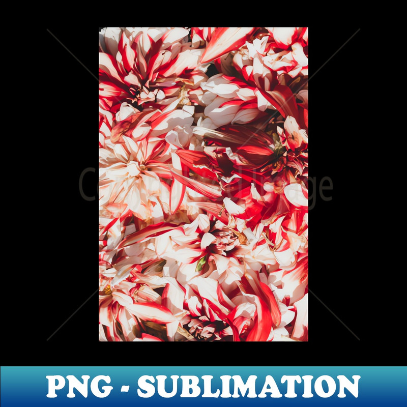 BH-20231114-16855_Pretty Red and White Flowers 3374.jpg