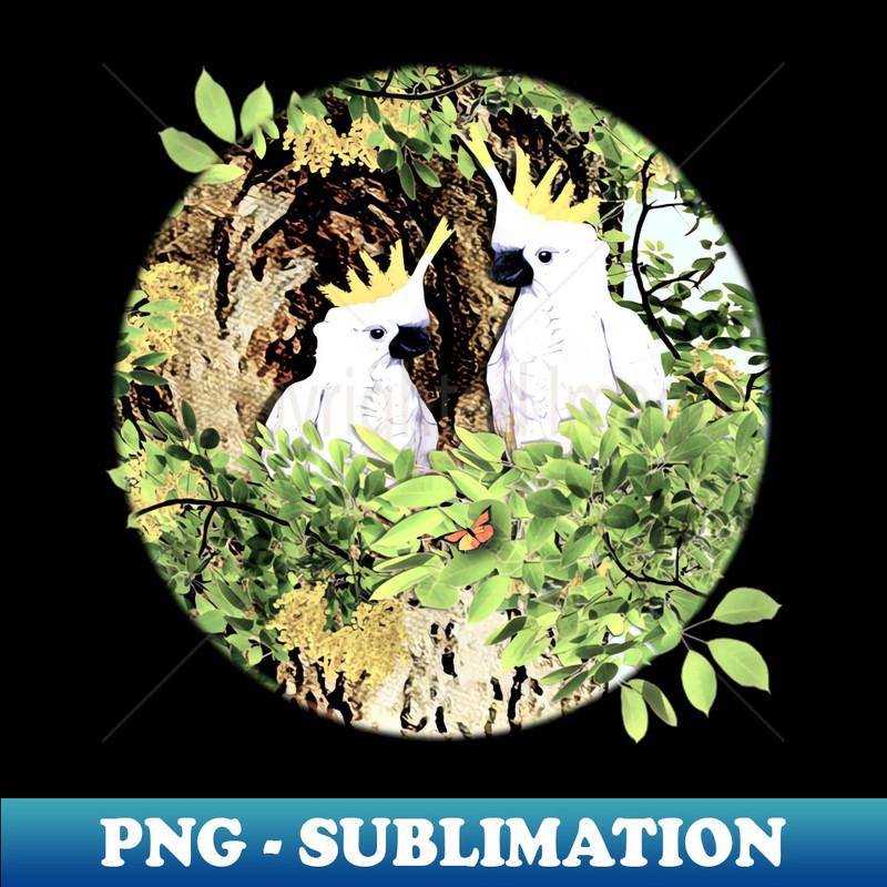 CX-20231114-20461_The Cheeky Parrots-Cockatoos 2857.jpg