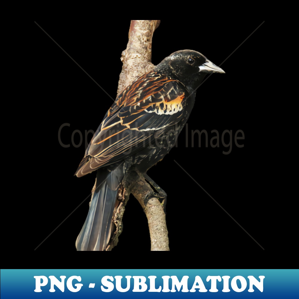 EA-20231114-17566_Red Winged Blackbird without background in image-choose red to display on store front 7969.jpg