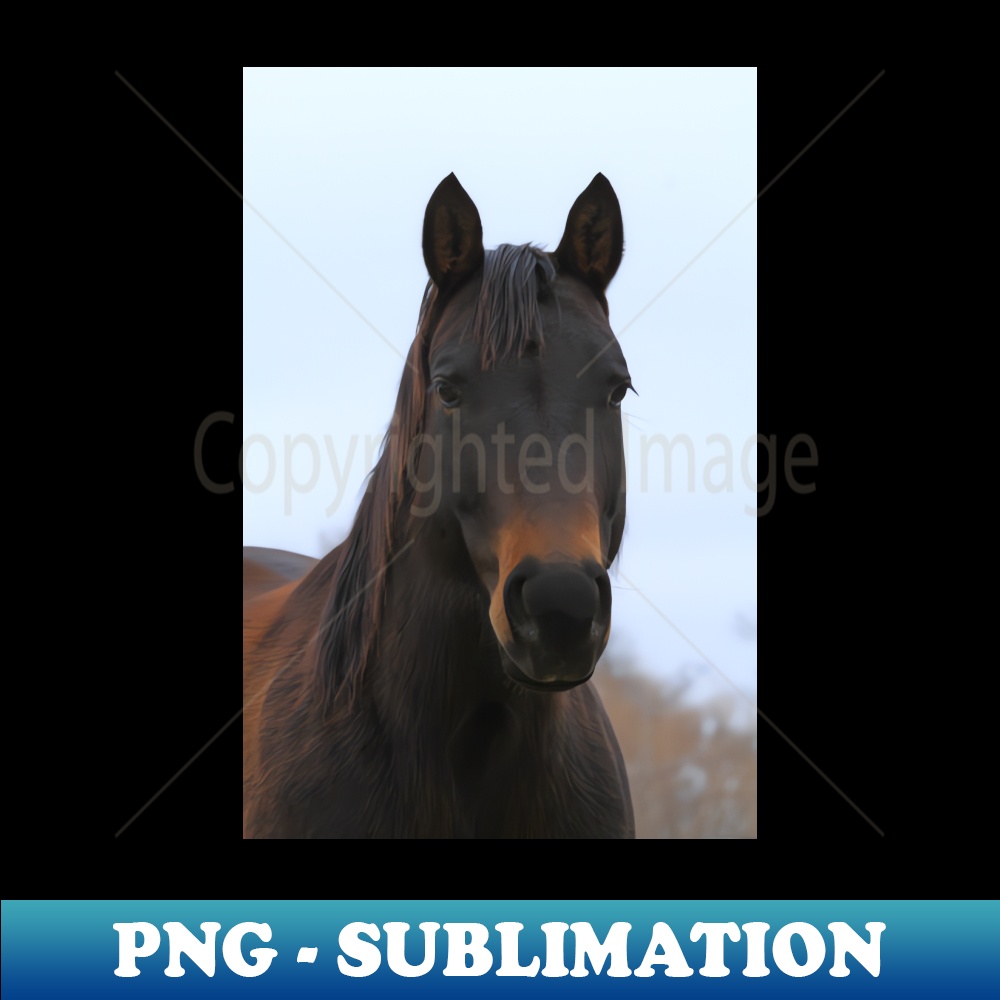 FF-20231114-4912_Colorful Horse with blue sky 9062.jpg