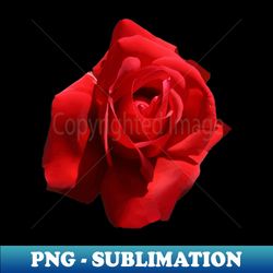 The Perfect Red Rose Photograph Cut Out - Instant PNG Sublimation Download - Revolutionize Your Designs