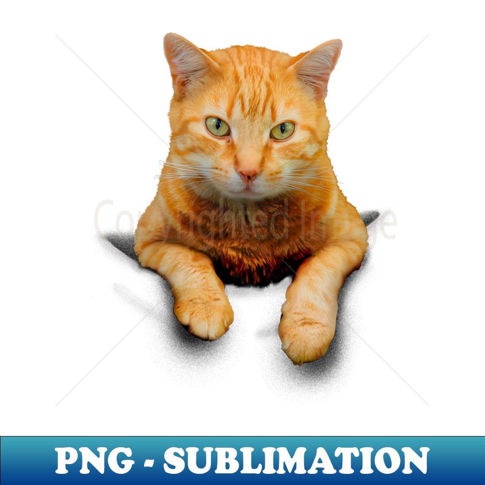 NH-20231114-3893_Cat in a pocket 4435.jpg