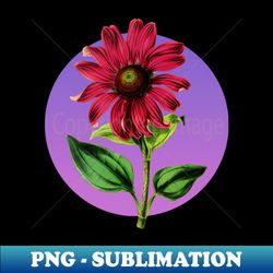 vintage botanical flower illustration echinacea intermedia - creative sublimation png download - transform your sublimation creations
