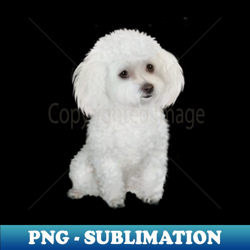 OM-20231114-7954_Fluffy White Toy Poodle 5806.jpg