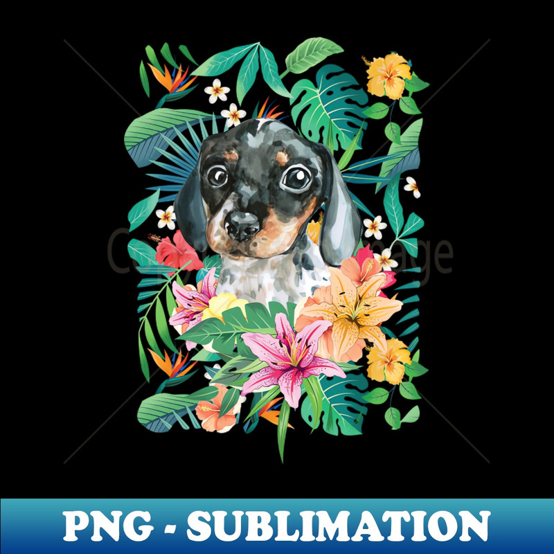 PN-20231114-21488_Tropical White Black Tan Piebald Dachshund Doxie 1 5893.jpg