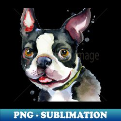 boston terrier pop art - dog lover gifts - high-quality png sublimation download - spice up your sublimation projects