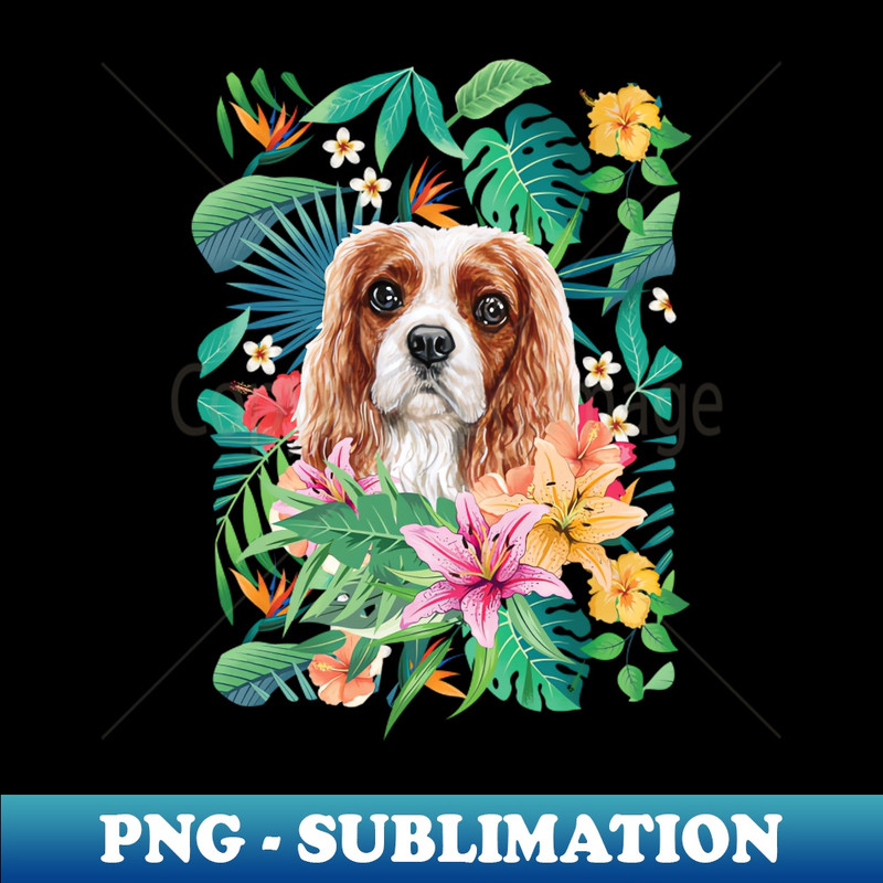 QD-20231114-21448_Tropical Blenheim Cavalier King Charles Spaniel 3547.jpg