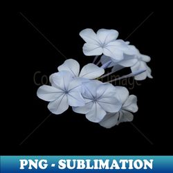 Pale Blue Plumbago Tropical Flower Photograph Cut Out - High-Quality PNG Sublimation Download - Defying the Norms