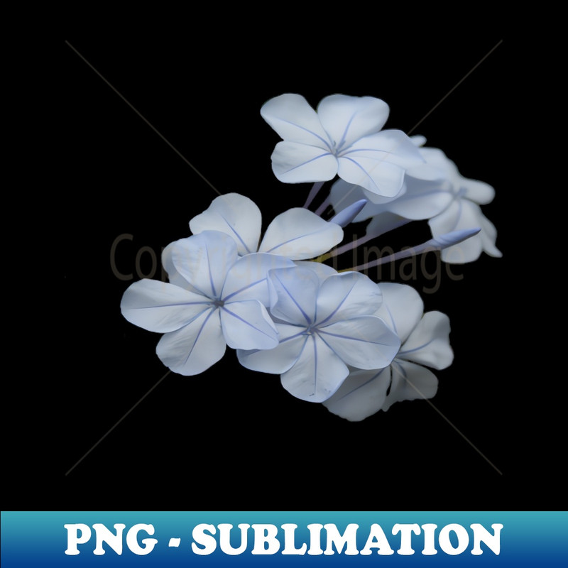 SH-20231114-16185_Pale Blue Plumbago Tropical Flower Photograph Cut Out 2109.jpg