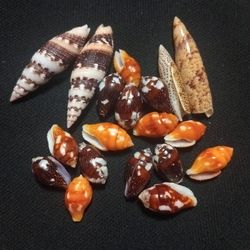 seashell 19 pcs empty shell
