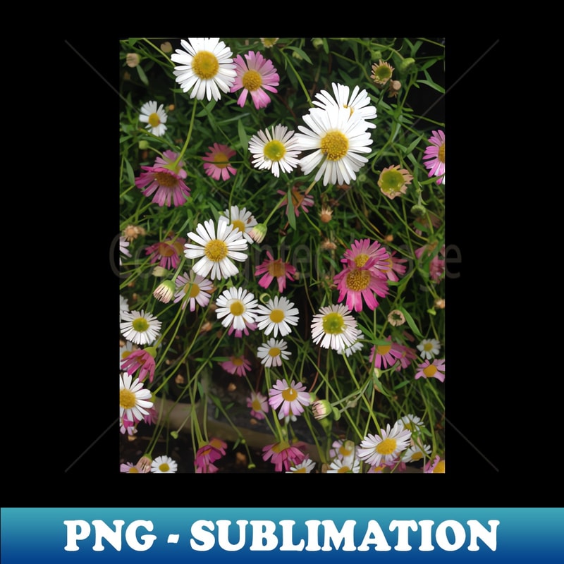 TA-20231114-16537_Pink and White Daisies - Vectorized Photographic Image 9163.jpg
