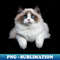 YH-20231114-5830_Cute Ragdoll Cat 2244.jpg