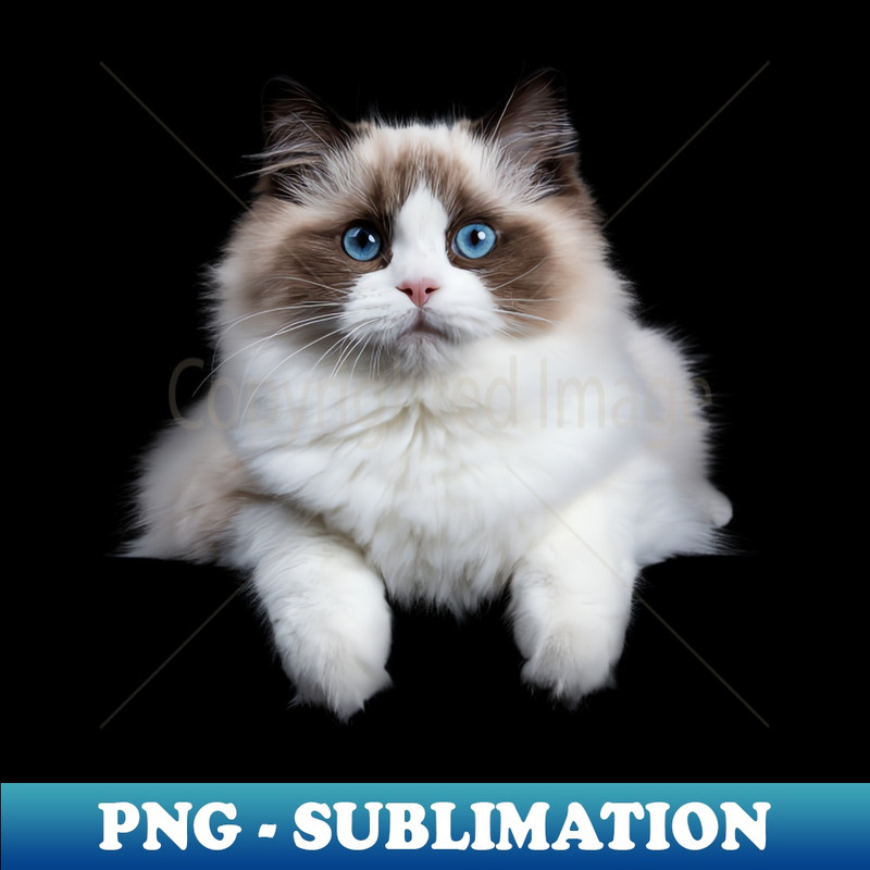 YH-20231114-5830_Cute Ragdoll Cat 2244.jpg