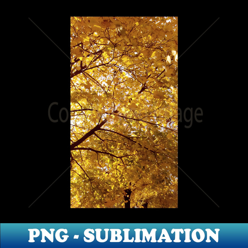 YR-20231114-20412_The beauty of Fall 8131.jpg