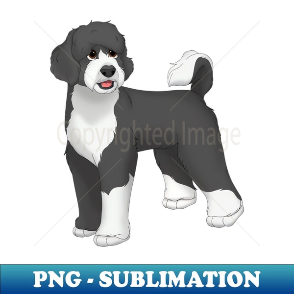 HL-20231115-1819_Black White Portuguese Water Dog 9840.jpg
