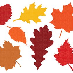 fall leaves svg, fall svg, fall leaf svg bundle, fall png