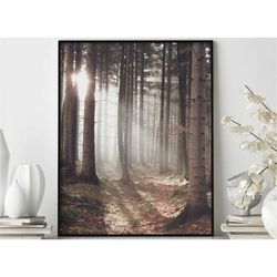 sunbeam forest poster, nature art, forest photography, sunlight