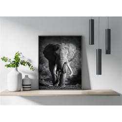 elephant black and white animal photography - interior
