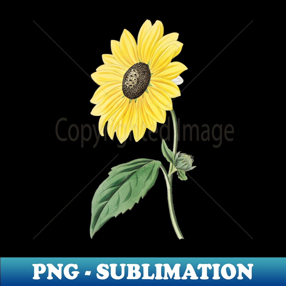 AC-20231117-13323_Sunflower In Bloom 9729.jpg