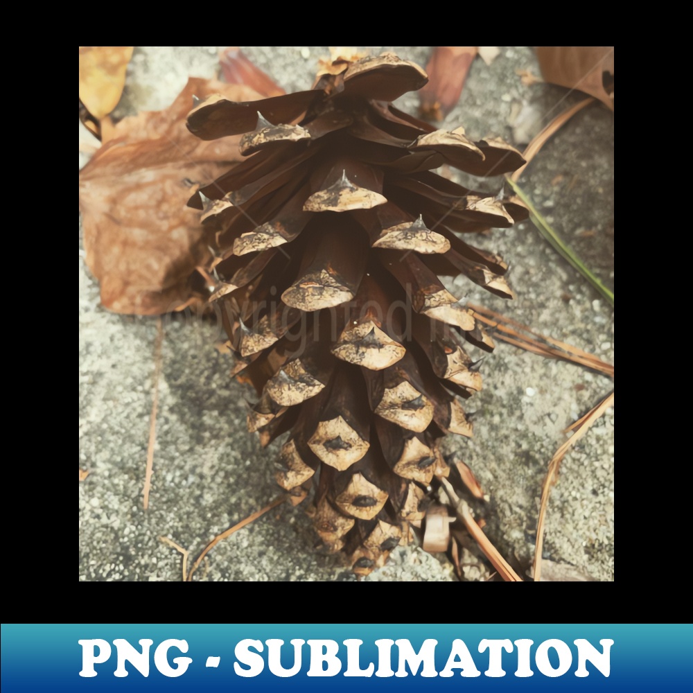 GB-20231117-10976_Pine Cone 9384.jpg