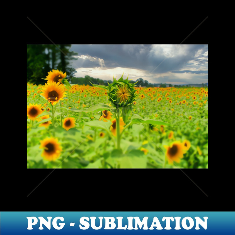 LI-20231117-13327_Sunflowers 8499.jpg