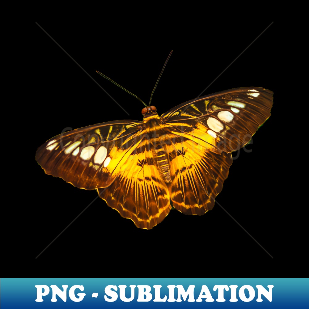 SL-20231117-2948_Clipper butterfly 6574.jpg