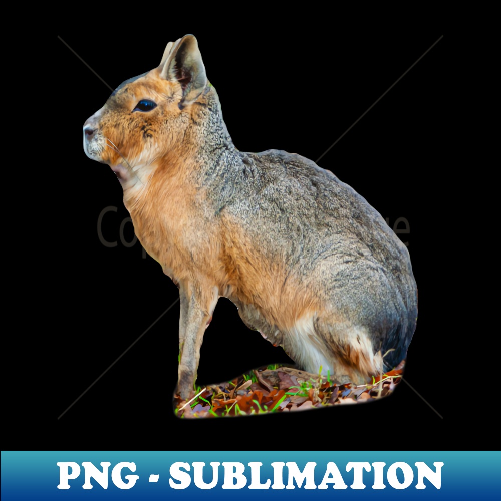 SO-20231117-9111_Mara or Patagonian Hare 1227.jpg