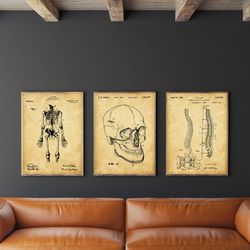 anatomical patent poster set of 3, skeleton poster, hospital decor, skull, spinal art, office decor, .jpg