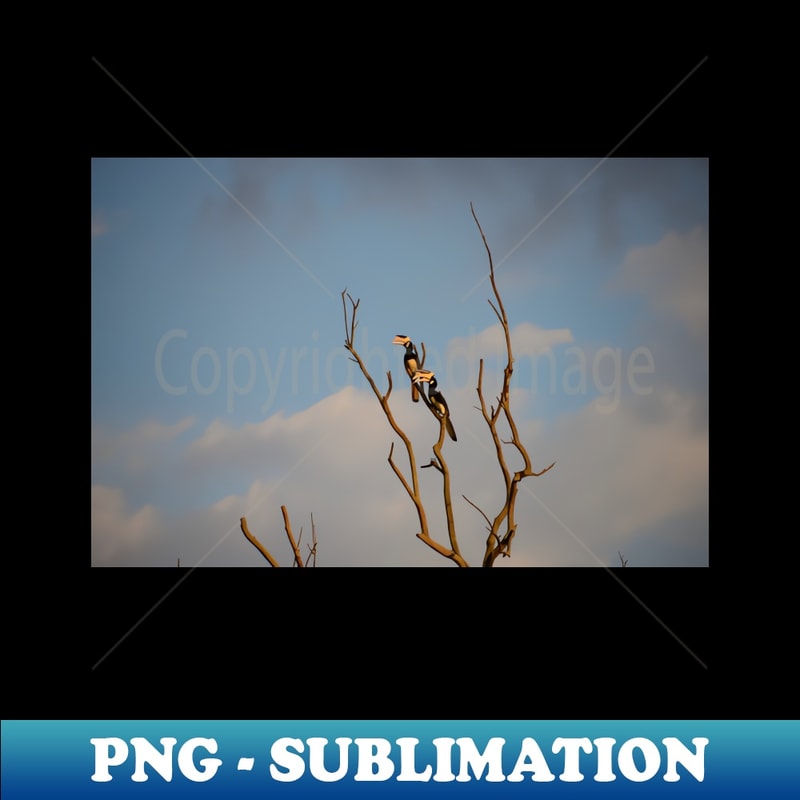 VG-20231120-60005_Rhinoceros Hornbill Swiss Artwork Photography 6089.jpg