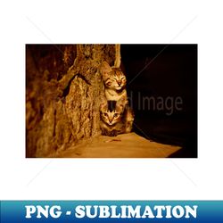 Cat Baby  Swiss Artwork Photography - PNG Sublimation Digital Download - Unleash Your Inner Rebellion