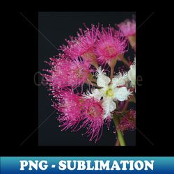 Brushbox Framed by Corymbia Ficifolia - Digital Sublimation Download File - Unleash Your Inner Rebellion