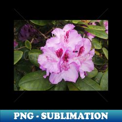 Pink Flower Nature Photography Art - PNG Transparent Sublimation Design - Defying the Norms