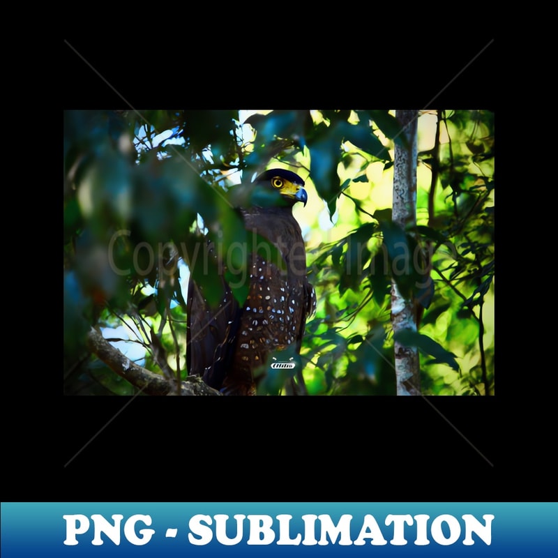 AY-20231121-20994_Eagle blue Swiss Artwork Photography 7417.jpg