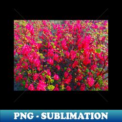 Red Flowers Nature Landscape Photography - PNG Transparent Sublimation Design - Bold & Eye-catching