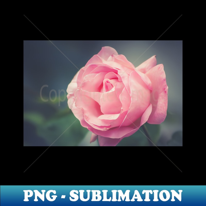 MO-20231121-030_-Rose- 6868.jpg