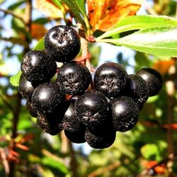 Dried berries of Amur Velvet (Phellodendron amurense) "Black Pearl" 1 kg ( 35.27 oz)